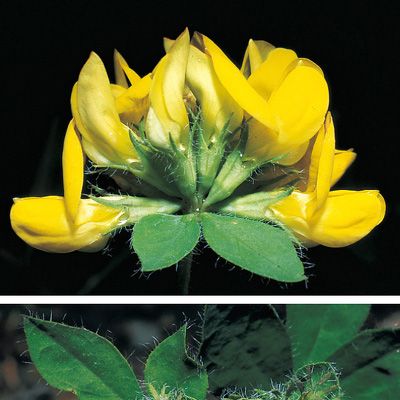 Lotus pedunculatus Cav., © 2022, Konrad Lauber – Flora Helvetica – Haupt Verlag