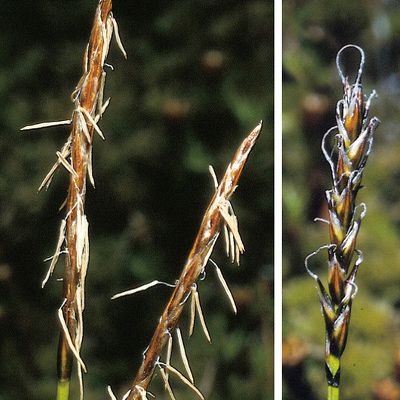 Carex dioica L., © 2022, Konrad Lauber – Flora Helvetica – Haupt Verlag