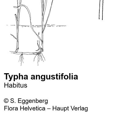 Typha angustifolia L., 25 January 2022, © 2022, Stefan Eggenberg – Flora Helvetica – Haupt Verlag
