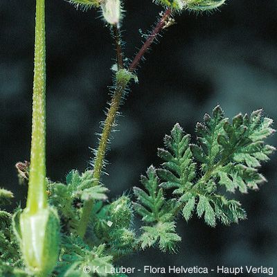Erodium cicutarium (L.) L'Hér., © 2022, Konrad Lauber – Flora Helvetica – Haupt Verlag