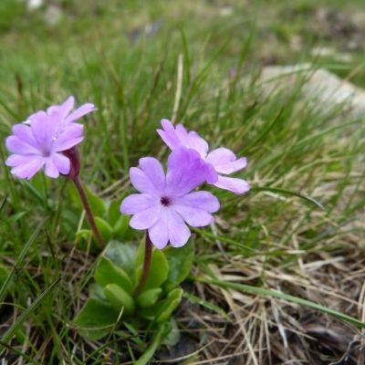 Primula integrifolia L., © 2014, H. Gfeller – Poschiavo (GR)