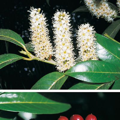 Prunus laurocerasus L., © 2022, Konrad Lauber – Flora Helvetica – Haupt Verlag