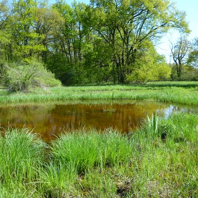 Nitella opaca (Bruzelius) C. Agardh, 29 April 2016, © 2016, D. Auderset Joye – Nitella opaca peut coloniser des étangs de marais de plaine comme aux Prés de Villette (Vaucher Est, Gy,CH-Ge)