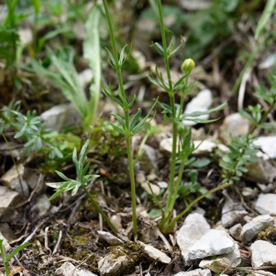 Ranunculus carinthiacus Hoppe, © 2022, Philippe Juillerat – Mont d'Or