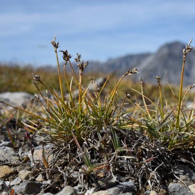 Carex glacialis Mack., © 2019, Philippe Juillerat – Munt Buffalora (GR)