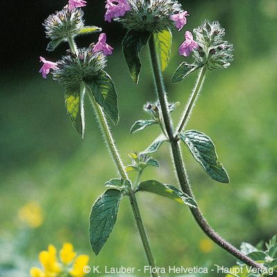 Clinopodium vulgare L., © 2022, Konrad Lauber – Flora Helvetica – Haupt Verlag