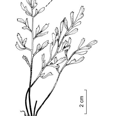 Asplenium ×alternifolium Wulfen, 23 October 2022, © 2022, Stefan Eggenberg – Flora Vegetativa - Haupt Verlag