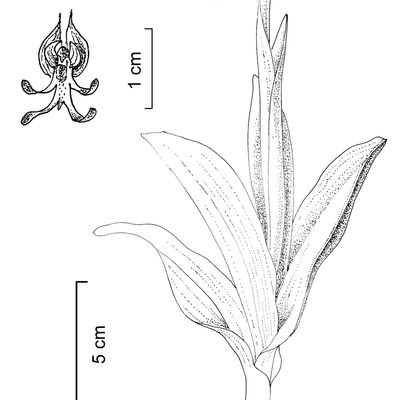 Orchis simia Lam., 2 December 2022, © 2022, Stefan Eggenberg – Flora Vegetativa - Haupt Verlag