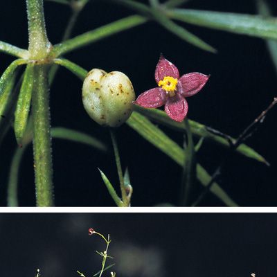 Asperula purpurea (L.) Ehrend., © 2022, Konrad Lauber – Flora Helvetica – Haupt Verlag