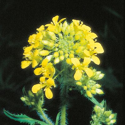 Sisymbrium loeselii L., © 2022, Konrad Lauber – Flora Helvetica – Haupt Verlag