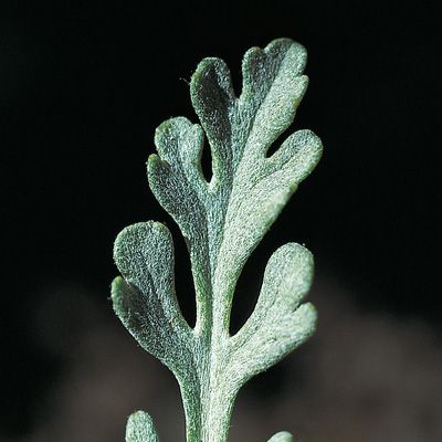 Senecio incanus subsp. insubricus (Chenevard) Braun-Blanq., © 2022, Konrad Lauber – Flora Helvetica – Haupt Verlag