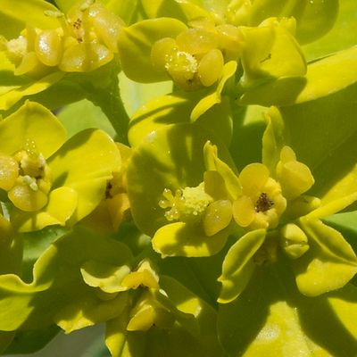 Euphorbia verrucosa L., 29 May 2017, © Copyright Françoise Alsaker – Euphorbiaceae