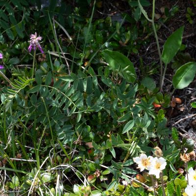 Hedysarum hedysaroides (L.) Schinz & Thell., 28 June 2018, Françoise Alsaker – Fabaceae