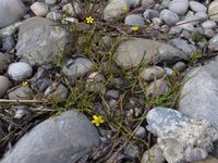 4/5 :  - © 2012, Stefan Eggenberg – Strand mit Ranunculus reptans, Bodenseeufer Altnau, TG