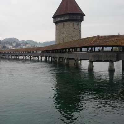 Chara denudata A. Braun, 24 March 2017, © 2022, D. Auderset Joye – Chara denudata a été recensée dans le lac des Quatres Cantons, au niveau de Lucerne.