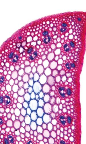 Sporobolus neglectus Nash, 17 May 2023, © 2022, Hugo Berger – Stängel, 400x
