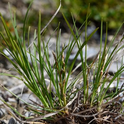 Carex humilis Leyss., © 2022, Philippe Juillerat – Val Mora, Munt Pitschen