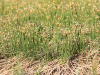 1/14, 18 July 2014 - © 2014, Patrice Prunier – II.2.2.1.9 - Trichophoretum cespitosi, San bernardino CH-Gr