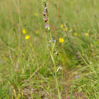 Ophrys holosericea subsp. elatior (R. Engel & P. Quentin) H. Baumann & Künkele, © 2007, Beat Bäumler – Allondon (GE)
