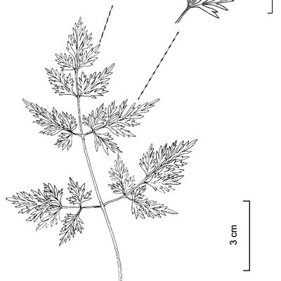 Aethusa cynapium L., 12 January 2023, © 2022, Stefan Eggenberg – Flora Vegetativa © Haupt Verlag