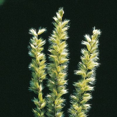 Melica ciliata L., © 2022, Konrad Lauber – Flora Helvetica – Haupt Verlag