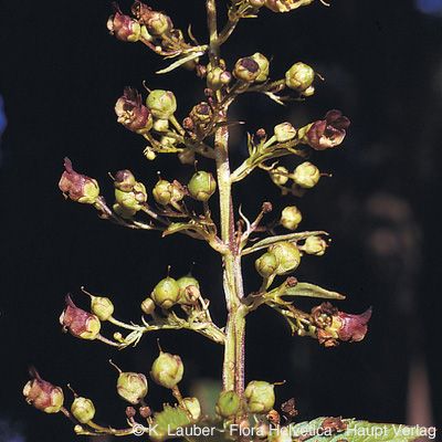 Scrophularia umbrosa Dumort., © 2022, Konrad Lauber – Flora Helvetica – Haupt Verlag