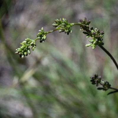 Silene otites (L.) Wibel, 7 June 2017, Françoise Alsaker – Caryophyllaceae