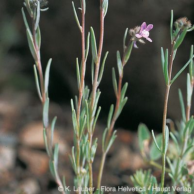 Linaria arvensis (L.) Desf., © 2022, Konrad Lauber – Flora Helvetica – Haupt Verlag