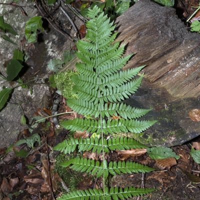 Dryopteris remota (Döll) Druce, 17 September 2018, © Copyright Françoise Alsaker