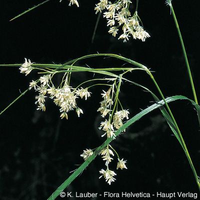 Luzula luzuloides (Lam.) Dandy & Wilmott subsp. luzuloides, © 2022, Konrad Lauber – Flora Helvetica – Haupt Verlag