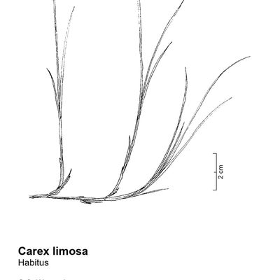Carex limosa L., 2 December 2022, © 2022, Sacha Wettstein – Flora Vegetativa - Haupt Verlag