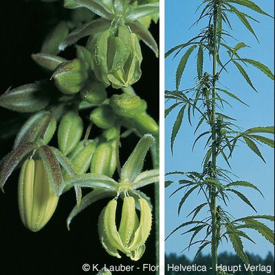 Cannabis sativa L., © 2022, Konrad Lauber – Flora Helvetica – Haupt Verlag