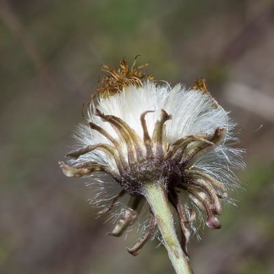 Tussilago farfara L., 5 May 2016 – Asteraceae