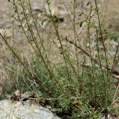 Artemisia campestris aggr., © 2022, Hugh Knott – Zermatt
