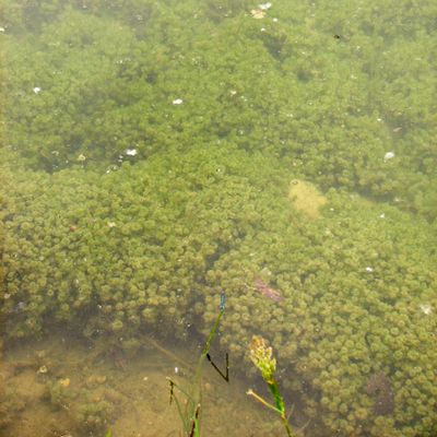 Nitella hyalina (DC.) C. Agardh, © 2009, A. Boissezon – Tapis dense de Nitella hyalina sur les bordures plates et sablo-limoneuses d’un étang piscicole en bordure de l’Hérault (Pouzols, F-34).