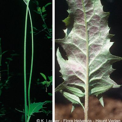 Hieracium glaucinum aggr., © 2022, Konrad Lauber – Flora Helvetica – Haupt Verlag