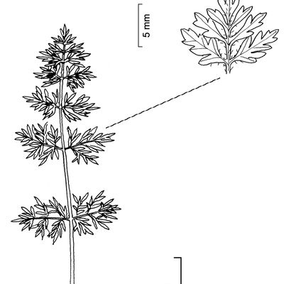 Orlaya grandiflora (L.) Hoffm., © 2022, Stefan Eggenberg – Flora Vegetativa © Haupt Verlag