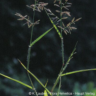 Eragrostis minor Host, © 2022, Konrad Lauber – Flora Helvetica – Haupt Verlag