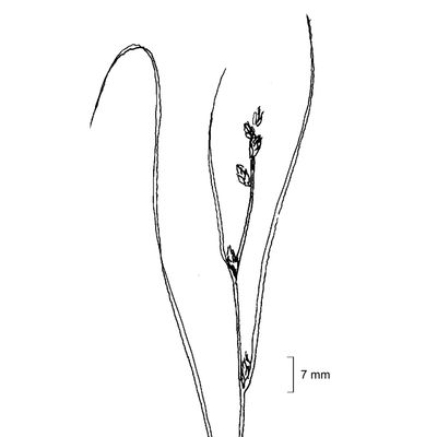 Carex remota L., 7 January 2021, © 2022, Stefan Eggenberg – Flora Vegetativa - Haupt Verlag