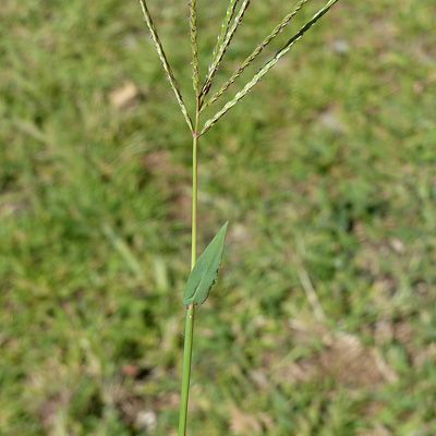 Digitaria sanguinalis aggr., 12 September 2013, © 2013, Peter Bolliger – Brissago