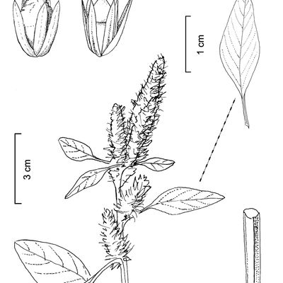 Amaranthus cruentus L., © 2022, Stefan Eggenberg – Flora Vegetativa © Haupt Verlag