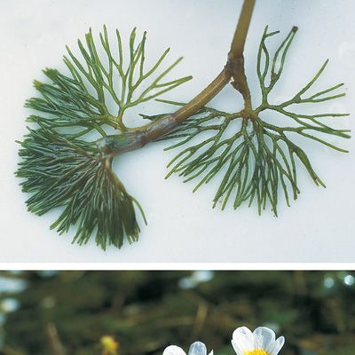 Ranunculus circinatus Sibth., © 2022, Konrad Lauber – Flora Helvetica – Haupt Verlag