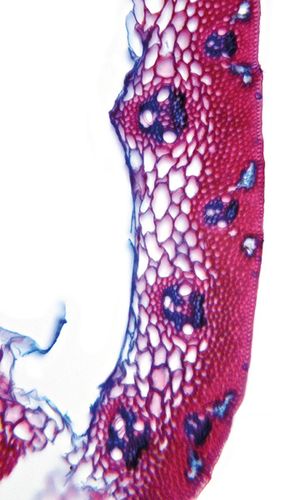Deschampsia cespitosa (L.) P. Beauv., 17 May 2023, © 2022, Hugo Berger – Stängel, 400x
