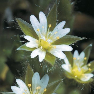 Cerastium brachypetalum Pers. subsp. brachypetalum, © 2022, Konrad Lauber – Flora Helvetica – Haupt Verlag