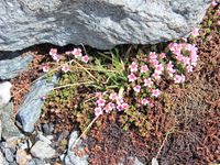 2/4 - © 2013, Patrice Prunier – III.3.1.2.6 - Saxifrago oppositifoliae-Poetum alpinae, Sandiger Boden Zermatt CH-Vs