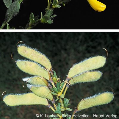 Cytisus decumbens (Durande) Spach, © 2022, Konrad Lauber – Flora Helvetica – Haupt Verlag