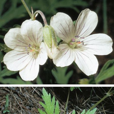 Geranium rivulare Vill., © 2022, Konrad Lauber – Flora Helvetica – Haupt Verlag