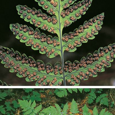 Gymnocarpium dryopteris (L.) Newman, © 2022, Konrad Lauber – Flora Helvetica – Haupt Verlag