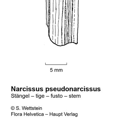 Narcissus pseudonarcissus L., 7 January 2021, © 2022, Stefan Eggenberg – Flora Vegetativa - Haupt Verlag