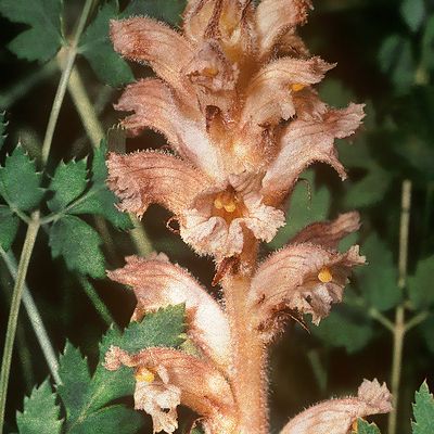 Orobanche alsatica Kirschl. subsp. alsatica, © 2022, H. Schrempp – Flora Helvetica – Haupt Verlag